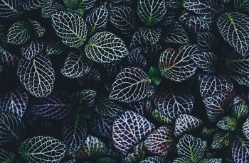 annie-spratt-199471-unsplash