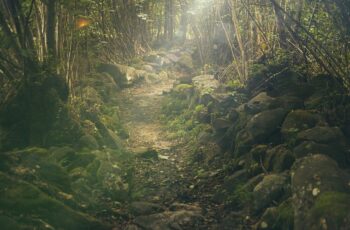 Forest Path Mystical Rocks